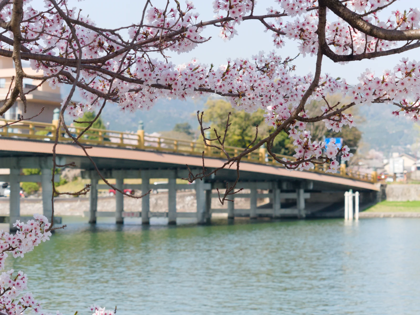 桜越しに見える瀬田の唐橋と瀬田川。